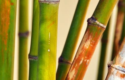 Amansara, Siem Reap, Cambodia. © Travel+Style