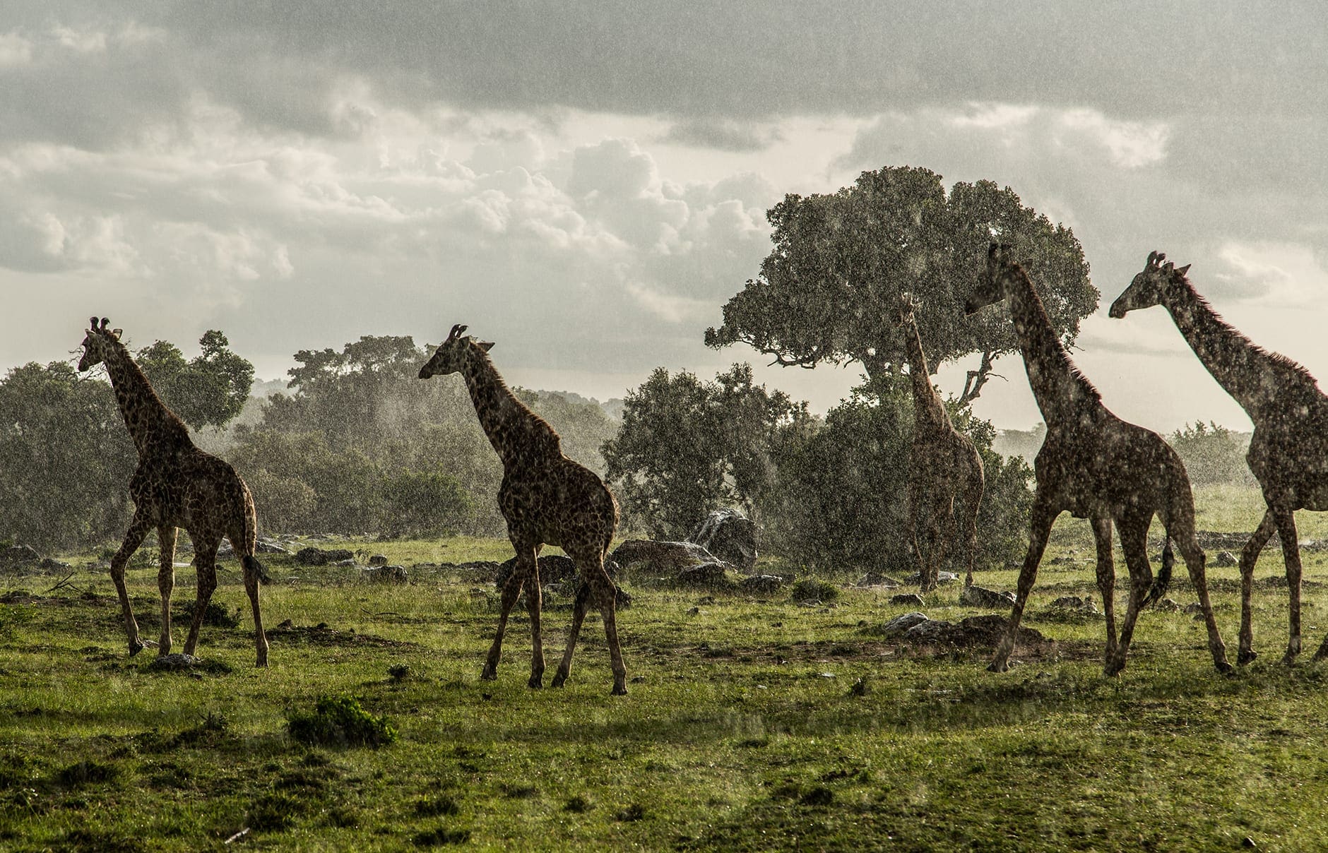 angama_-_june_july_2015_-_scenics__animals_-_150701-10