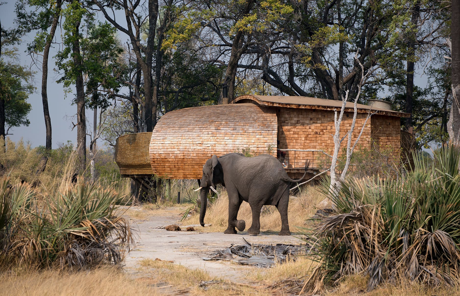 botswana-sandibe-suite-exterior-elephant