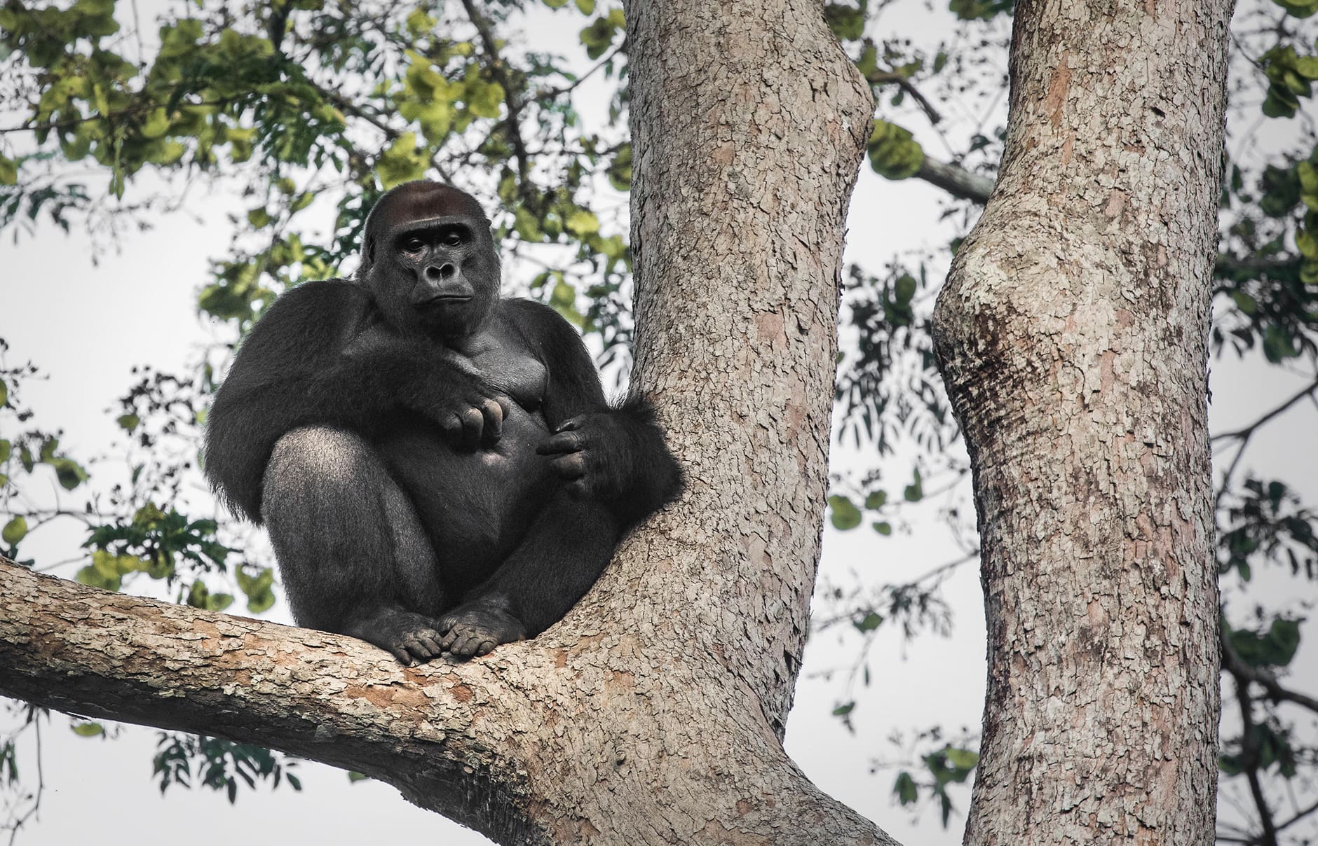 02-kamba_scott_ramsey137