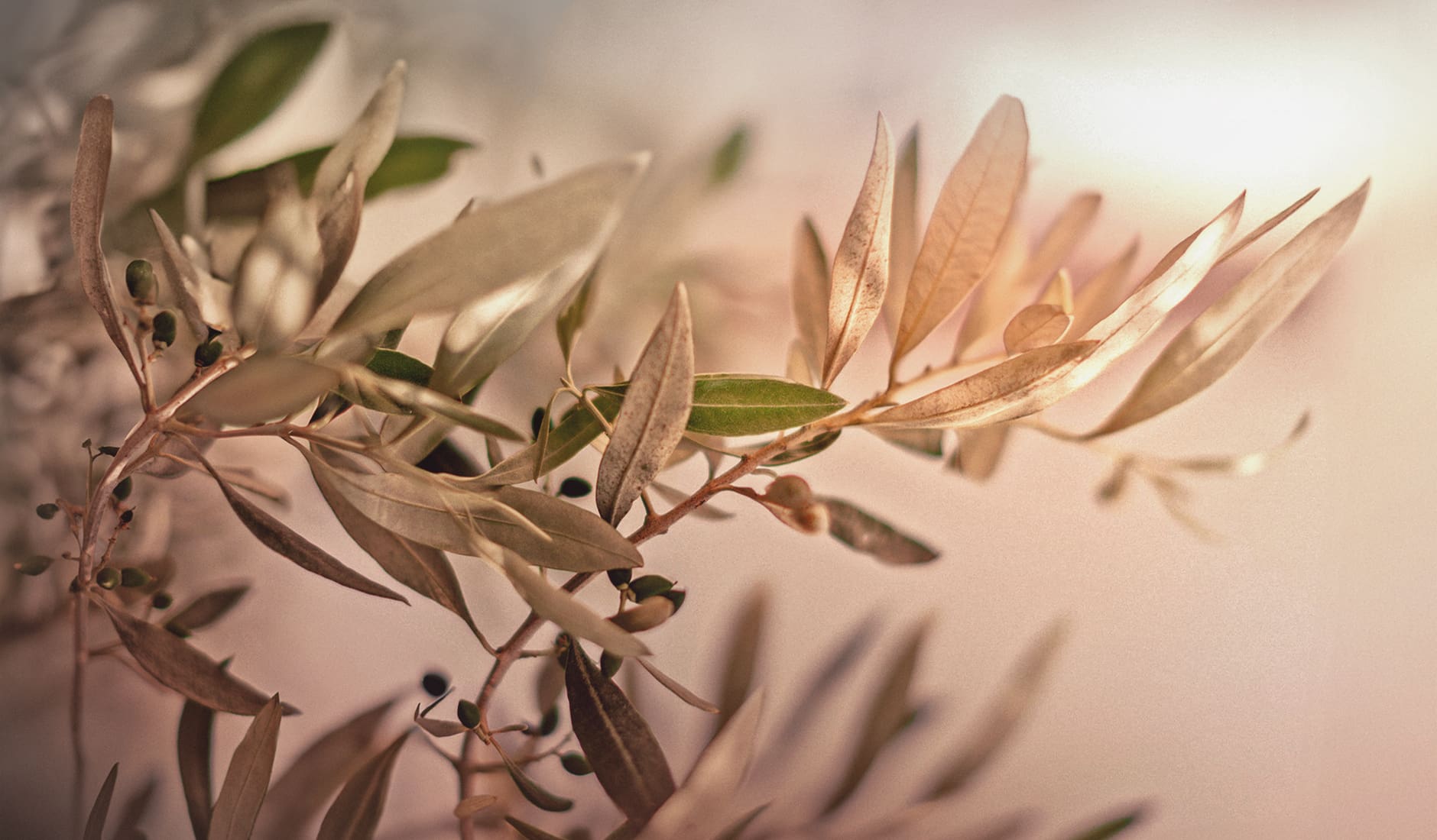 santorini-greece14_0