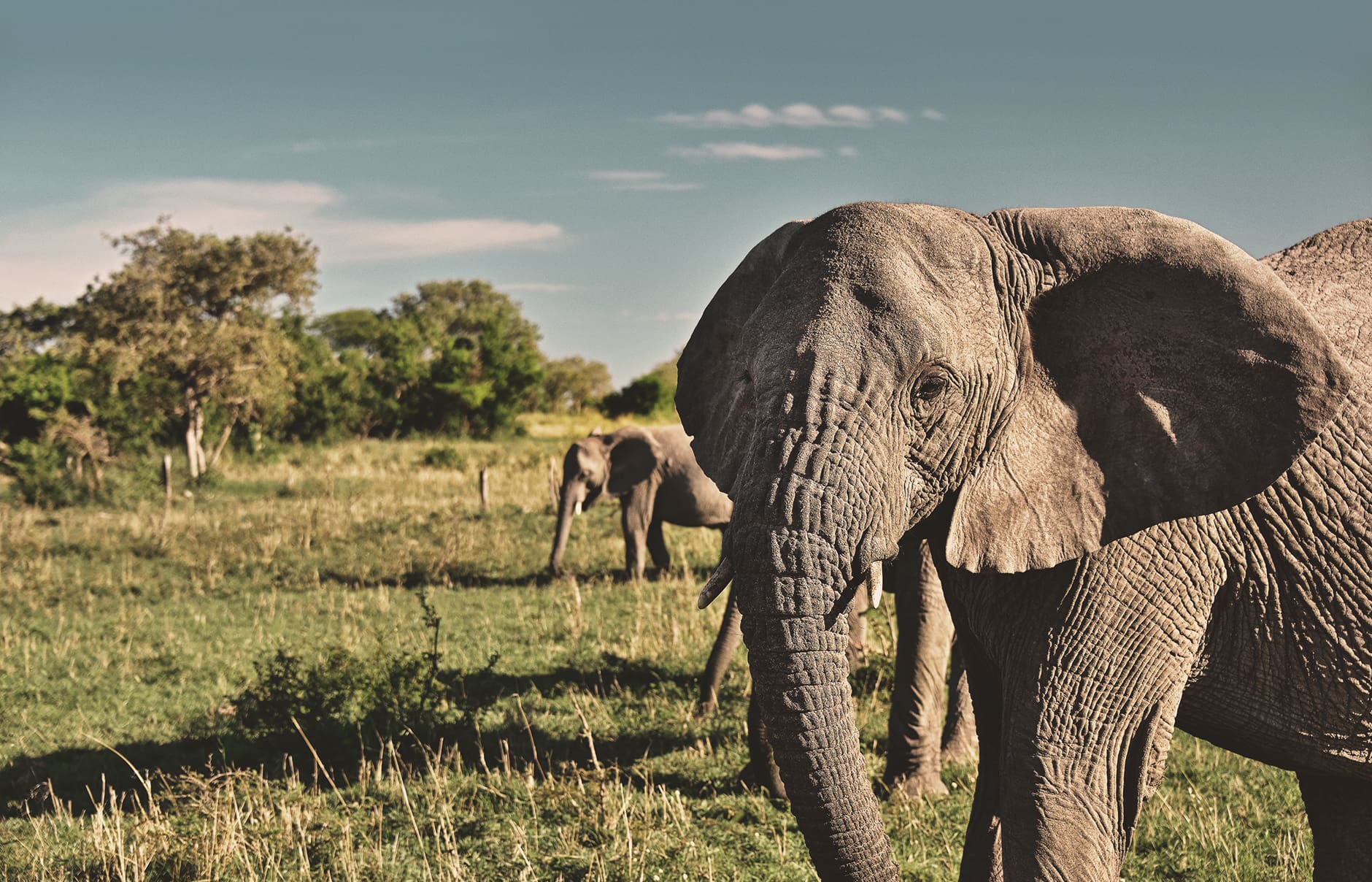 Staying at Singita Sabora Tented Camp, Tanzania — In Our Lens • Photo © TravelPlusStyle.com kzn_2339