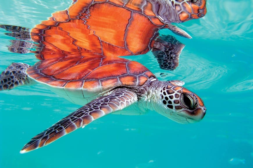 The Brando, French Polynesia. TravelPlusStyle.com The Brando, French Polynesia. TravelPlusStyle.com