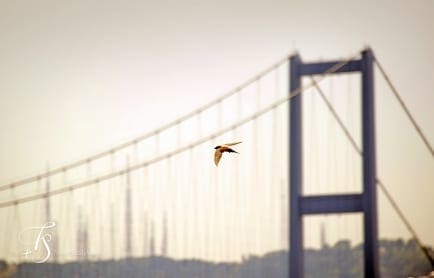 The House Hotel Bosphorus, Istanbul. Turkey. © TravelPlusStyle.com