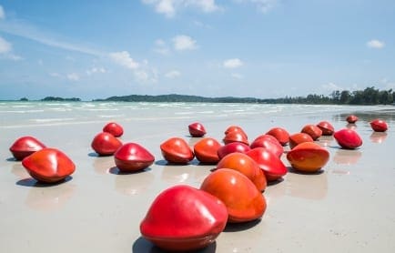 kumari-nahapan-saga-seeds9