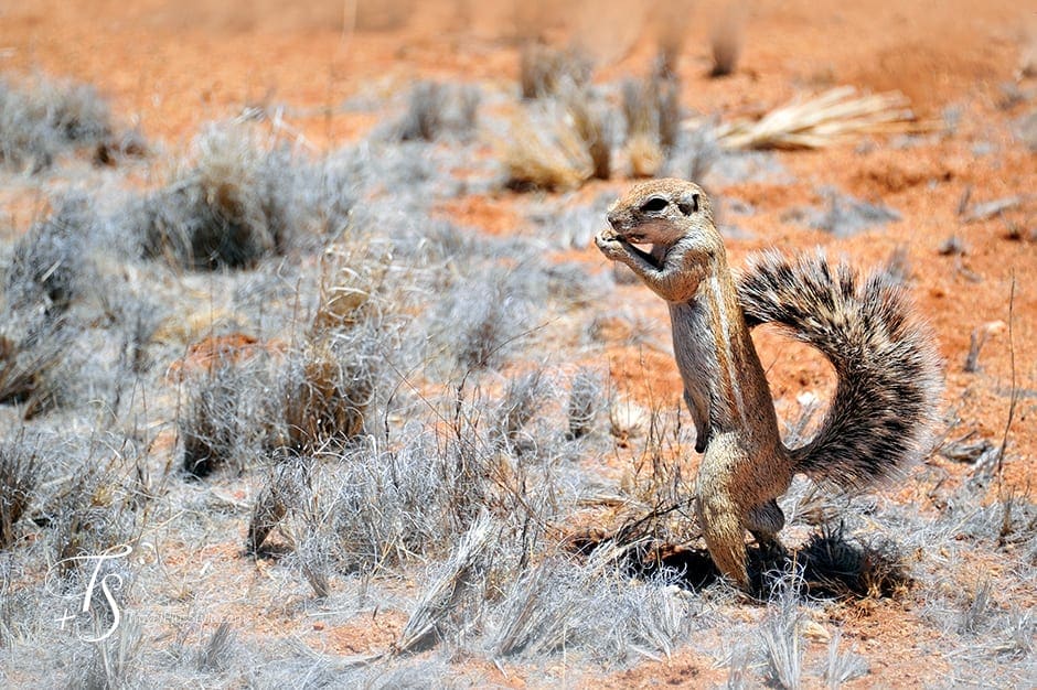 Wolwedans Boulders Camp, Namib Rand, Namibia. © TravelPlusStyle.com