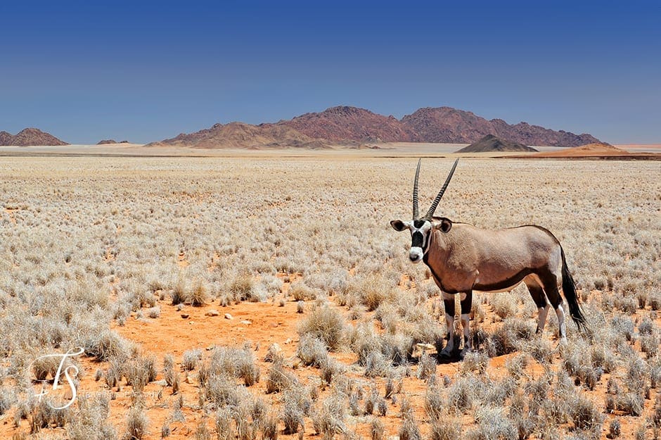Wolwedans Boulders Camp, Namib Rand, Namibia. © TravelPlusStyle.com