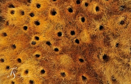 Wolwedans Boulders Camp, Namib Rand, Namibia. © TravelPlusStyle.com